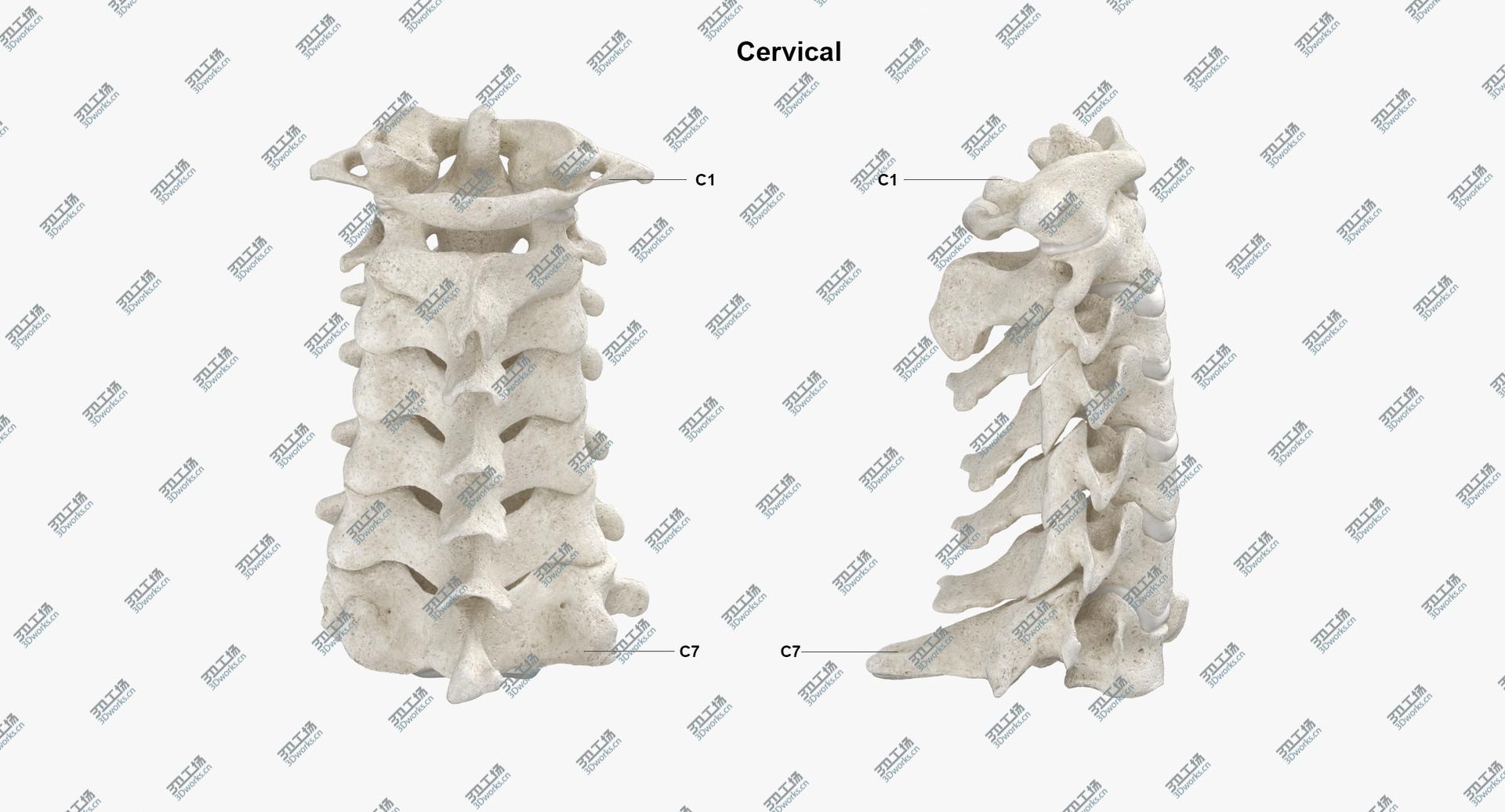 images/goods_img/202104023/Real Human Spine Bones Anatomy With Intervertibral Disks White 01 model/4.jpg